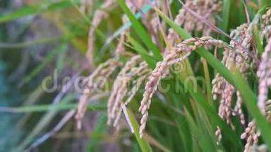 黄色的稻田在风中摇曳，清晨黎明时分在台湾。 原短粒水稻作物秸秆，有机农业概念